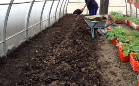 Aký hnoj je najlepší pre skleník - výber organickej hmoty pre jarnú zeleninu