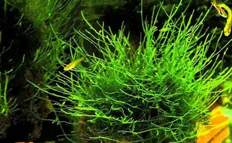How to grow javanese moss on an aquarium padding polyester