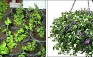 Reproduction of bacopa by cuttings is an easy and quick way to get young lush bushes