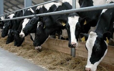 Προετοιμασία σύνθετων ζωοτροφών για βοοειδή