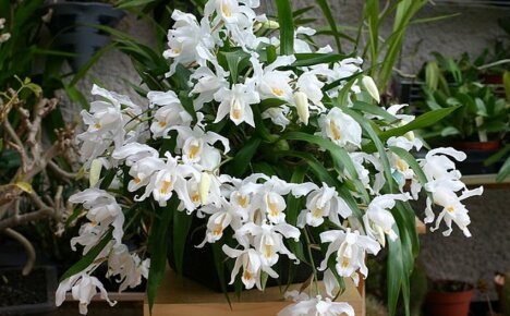 Celloginova orchidea - kráľovná ampelových izbových rastlín