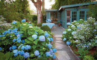 Cultivăm hortensia în grădină: cum să îngrijim un arbust