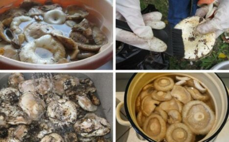 Како очистити млечне печурке за кисељење - карактеристике обраде вргања и црних печурки