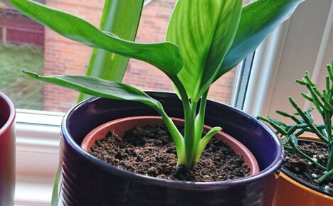 Secrets and subtleties of growing strelitzia from seeds at home
