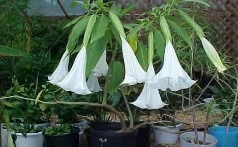 We grow brugmansia in a pot at home