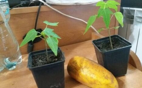 Evde tohumdan papaya nasıl yetiştirilir: dikim ve bakım özellikleri