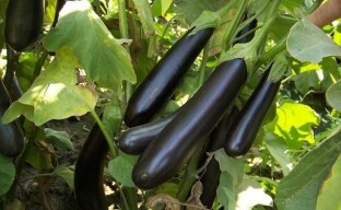 Patlıcan yetiştiriciliği: genel öneriler ve en iyi çeşitlere hızlı bir bakış