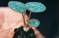 Как да размножаваме циклама - всички начини да си набавим нови растения у дома