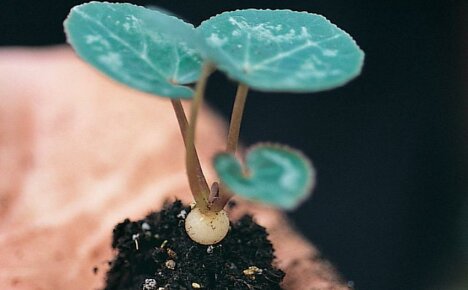 Cómo propagar el ciclamen: todas las formas de obtener nuevas plantas en casa