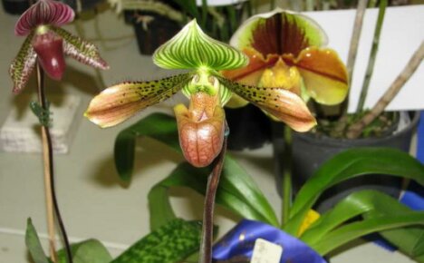 Как да отглеждаме дамски пантоф папиопедилум у дома - изучаваме характеристиките на необичайна орхидея