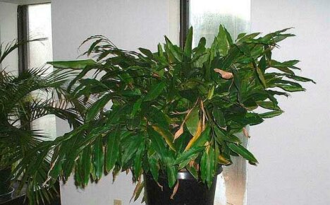 Uprawa kardamonu w domu to sposób na tworzenie tropików na parapecie
