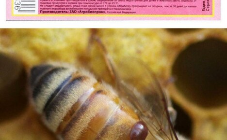 Instruções de uso do Bipin para abelhas infectadas com varroatose