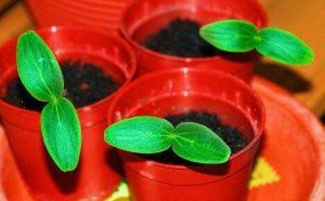 ¿Cómo cultivar buenas plántulas de pepino en casa?