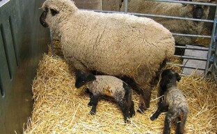 Breeding work in sheep breeding