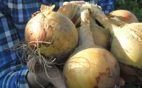 Four onions equals a kilogram - the most delicious and largest onion Hercules