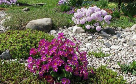 ดอกไม้ทะเลหลากสีที่สง่างาม - การปลูกและการดูแลที่เหมาะสม