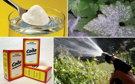 22 original ways to solve garden and garden problems - using baking soda