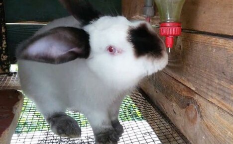 Hoe maak je een konijnendrinker - twee eenvoudige en voordelige opties