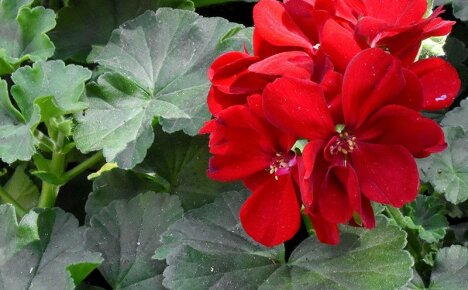 Medisinske egenskaper av blodrød geranium og deres bruk i urtemedisin