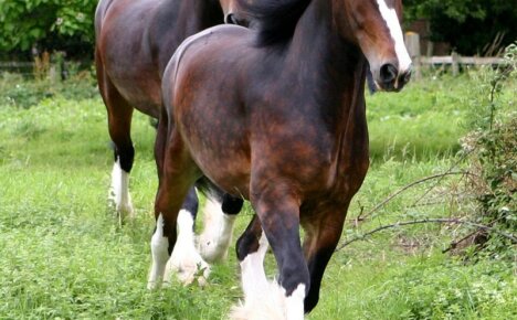 Širų arklių veislė - turėtų būti daug gerų žirgų