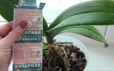 Green pharmacy para sa mga orchid - succinic acid