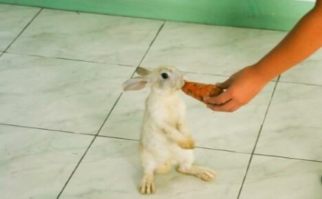 วิธีฝึกกระต่าย: เราเชื่องพวกมันด้วยมือและถาดสอนเทคนิค