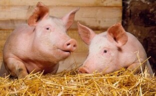 قواعد تربية الخنازير الأساسية للمبتدئين