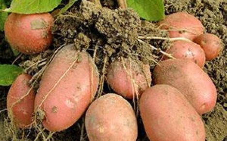 Các giống khoai tây sớm - thông tin chung
