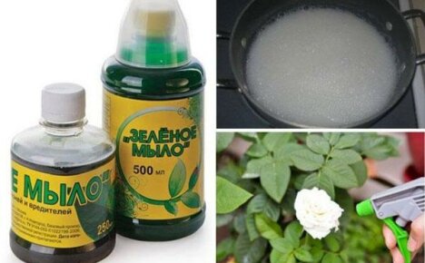 Green soap is a reliable armor for plants