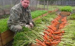 Höga sängar är det bästa sättet att odla morötter (video)