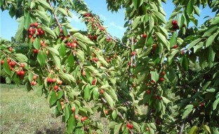 Plantering och vård av körsbär