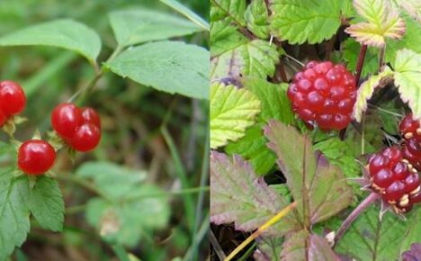 What are the differences between bones and princes or how to recognize berries
