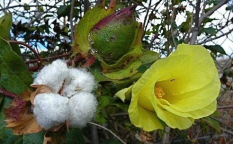 Интересни факти за памука: как изглежда, расте и дава плодове