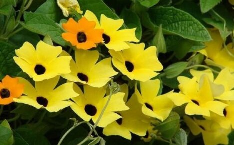 La tunbergia amante del calore e abbondantemente fiorita decorerà il tuo giardino