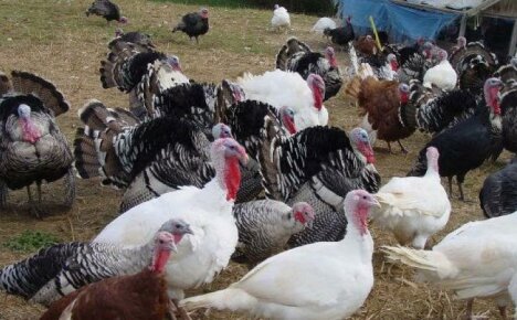 Turkeys - breeding and keeping diet poultry at home
