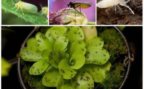 Come sbarazzarsi dei moscerini nei fiori: metodi popolari ed efficaci