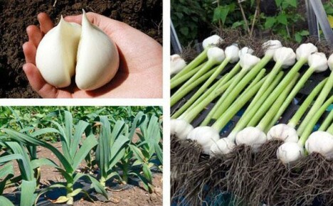 Rocambol: dev sarımsak yetiştirmek ve çoğaltmak için tarım teknolojisi