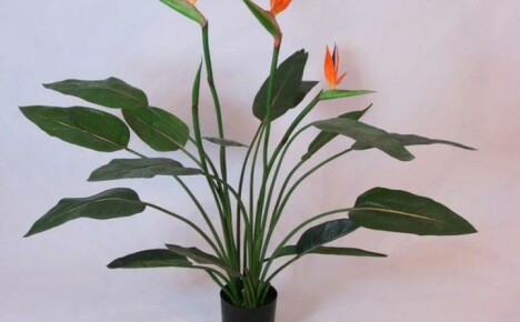 Bunga Strecilia eksotik atau burung syurga di ambang tingkap