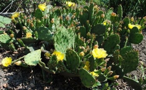 Groeiende cactusvijgcactus in het open veld - de tuin in een woestijn veranderen