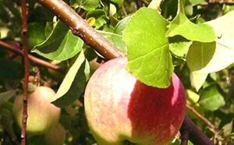 Az almafák betegségei a fotón és kezelésük módszerei