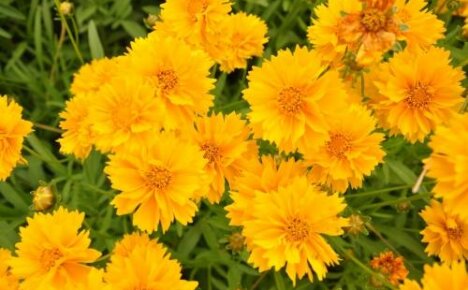 Coreopsis Sunbarst - An unpretentious blooming perennial in your garden