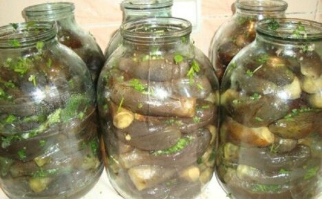 Hvordan salt eggplanter riktig - forbereder krydret bestand til vinteren