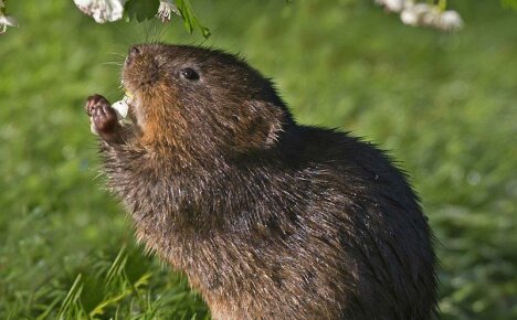 How to deal with a water vole using effective methods of getting rid of a rodent in the area