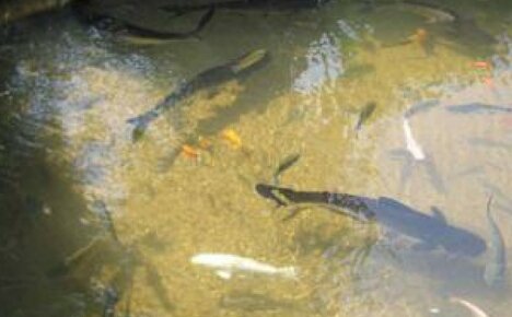 Breeding carp in a home pond is a profitable activity for enterprising men
