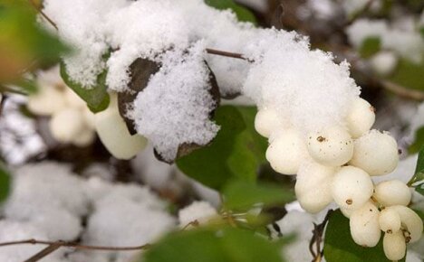 Upoznajte elegantne poglede na snowberry