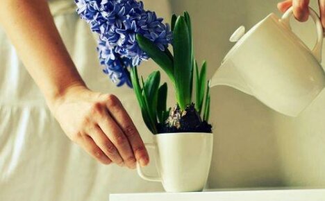 Sådan vandes hyacint: vandingsfrekvens og metoder