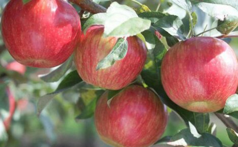 Apfelbaum Safran - Beschreibung der Vielfalt einer der besten universellen Kulturarten
