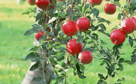 Bir elma ağacının meyve vermesi - basit ve etkili yollar
