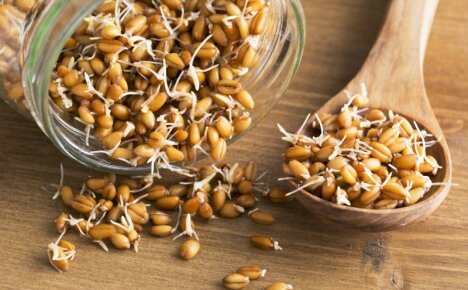 Kilo vermek istiyorsanız - buğday tohumu yiyin, ürünün yararları ve zararları