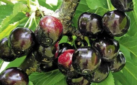 Едроплодна и вкусна черна череша Dyber - описание на сорта, снимка